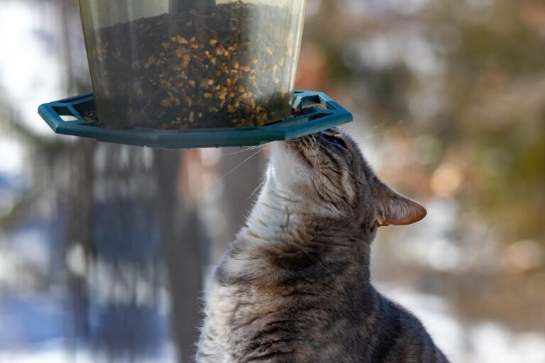 pet feeders  waterers automatic cat food dispenser