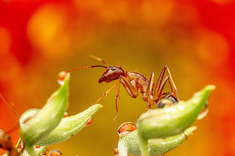ant farms to buy